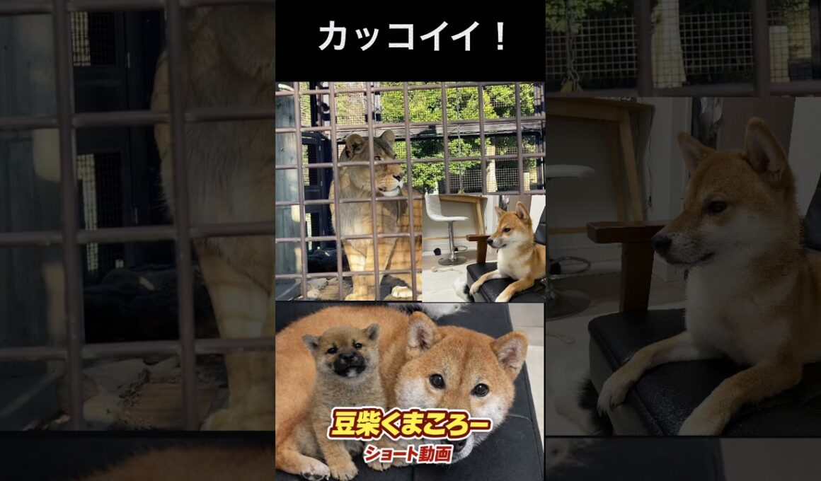 豆柴憧れ！柴犬　#くまころー　#ポイポイポー君三世　#犬好きと繋がりたい
