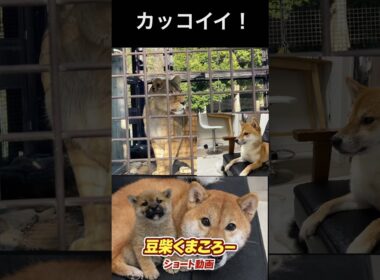 豆柴憧れ！柴犬　#くまころー　#ポイポイポー君三世　#犬好きと繋がりたい
