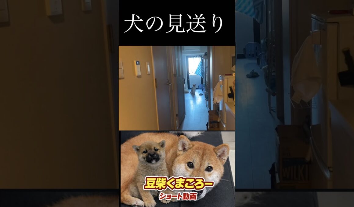 見送りしてくれました。柴犬　#くまころー　#ポイポイポー君三世　#犬好きと繋がりたい