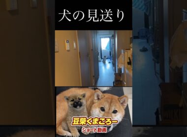 見送りしてくれました。柴犬　#くまころー　#ポイポイポー君三世　#犬好きと繋がりたい