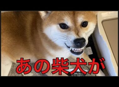【柴犬飼い主55歳】あの柴犬がウッ〜💢って言わなくなりました。