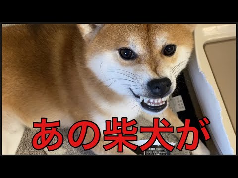 【柴犬飼い主55歳】あの柴犬がウッ〜💢って言わなくなりました。