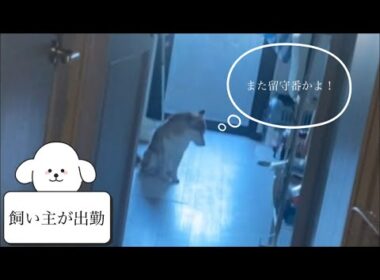 【柴犬飼い主55歳】飼い主が出かける時に露骨にシカトする犬。