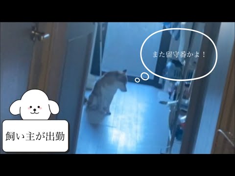 【柴犬飼い主55歳】飼い主が出かける時に露骨にシカトする犬。