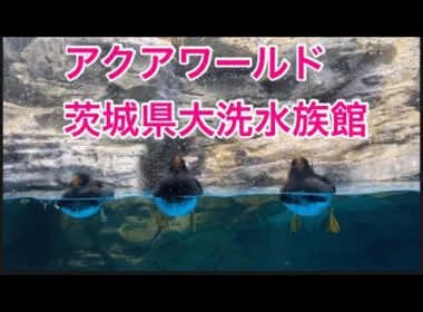 【柴犬飼い主54歳】オヤジがアクアワールド行ってみた！