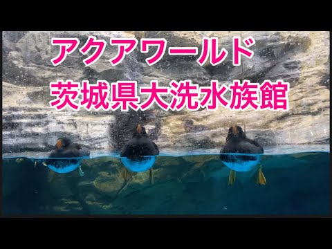 【柴犬飼い主54歳】オヤジがアクアワールド行ってみた！