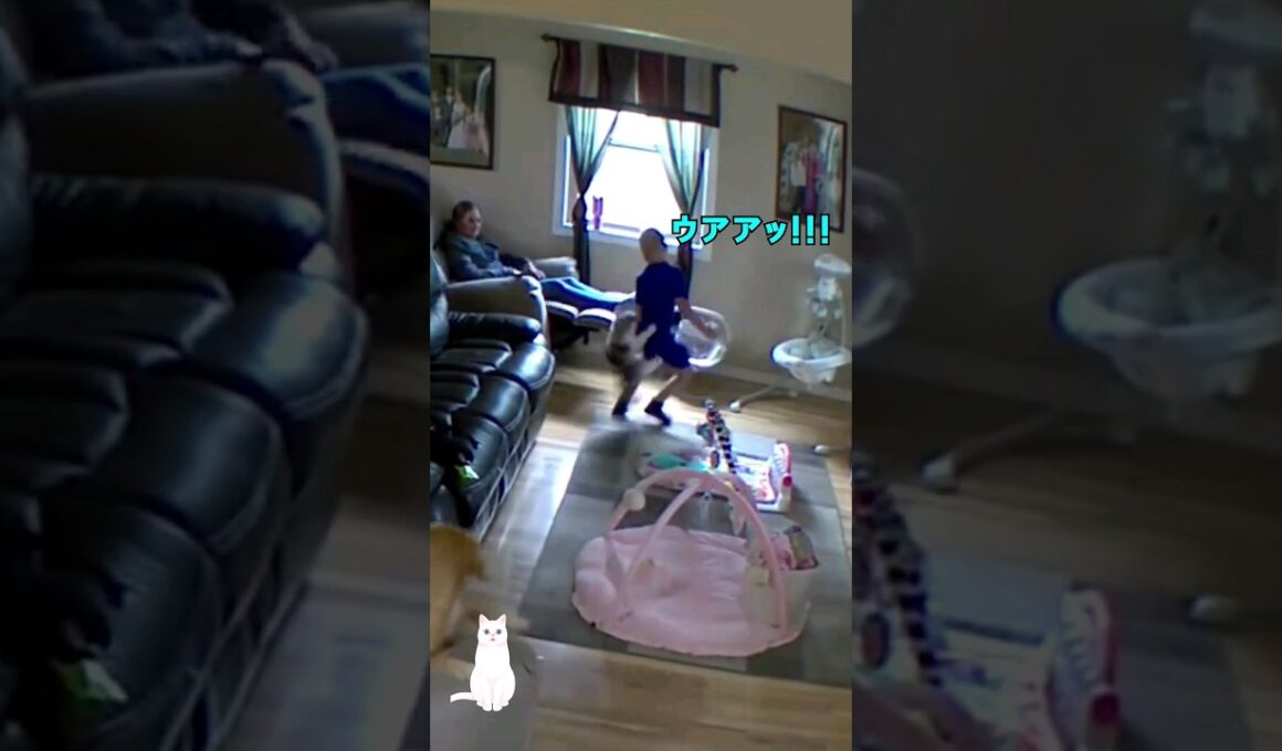 猫の代わりに犬を飼う理由