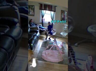 猫の代わりに犬を飼う理由
