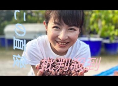 平井理央「タイのランパーンまでカカオ豆を視察」チョコレートで起業し奮闘した1年「低GIで乳酸菌約1000億個のチョコを」
