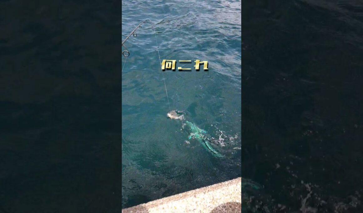 【SOS】堤防でクロ釣りをしていたら！恐怖