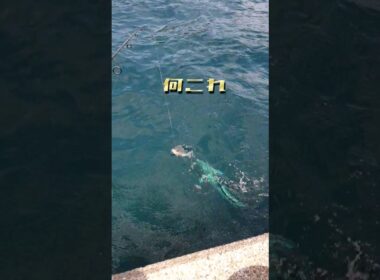 【SOS】堤防でクロ釣りをしていたら！恐怖