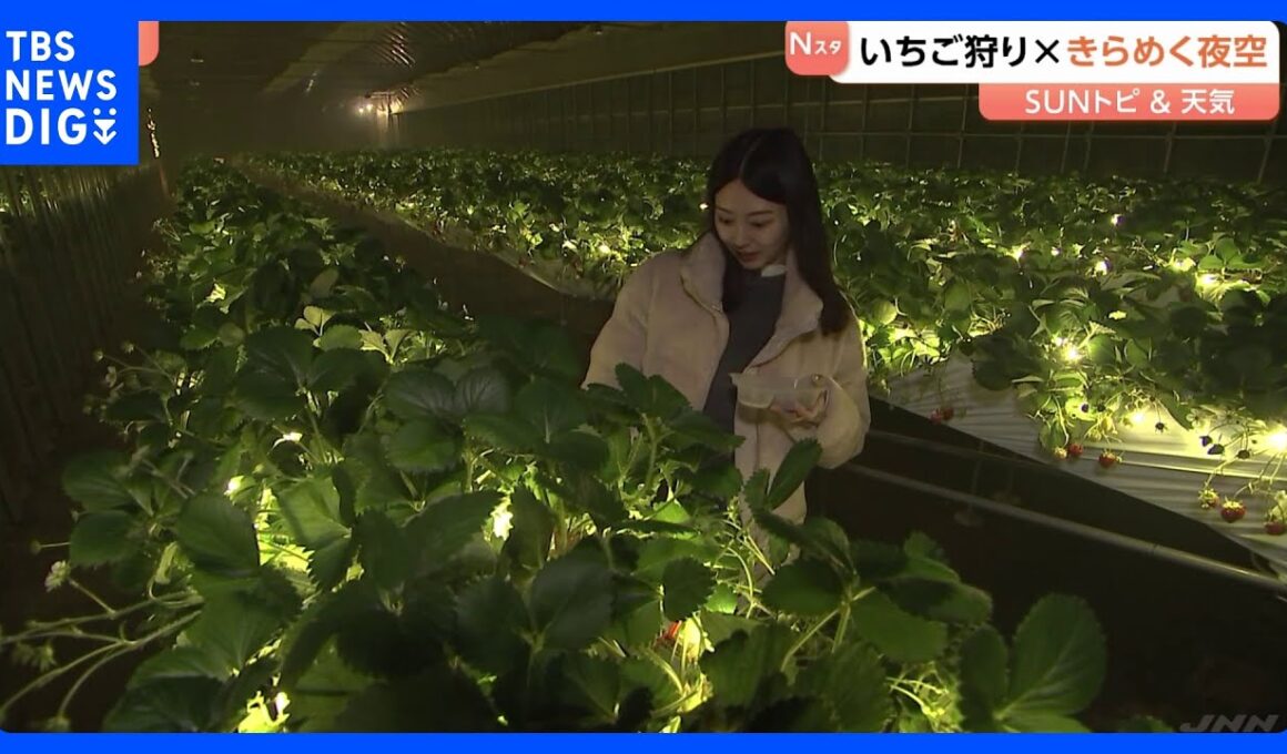少し変わったいちご狩り体験　おとぎの国に、きらめく夜空も【SUNトピ】｜TBS NEWS DIG