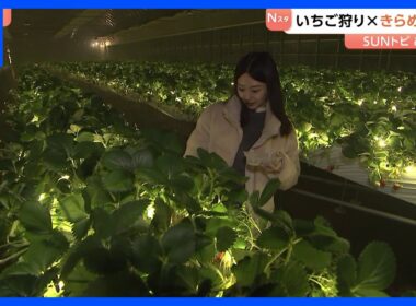 少し変わったいちご狩り体験　おとぎの国に、きらめく夜空も【SUNトピ】｜TBS NEWS DIG