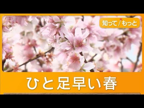 真冬の銀座で“桜満開”　季節外れ都心15℃超え　全国ご当地鍋イベントも盛況【もっと知りたい！】【グッド！モーニング】(2026年1月18日)