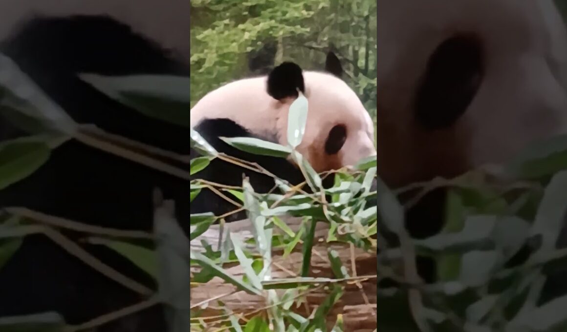 パンダー！かわいー