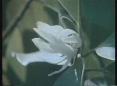 รักจริงให้ติงนัง - ดุษฎี ดอกรัก (เวอร์ชั่น Niwa Mikiho)