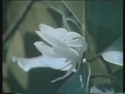 รักจริงให้ติงนัง - ดุษฎี ดอกรัก (เวอร์ชั่น Niwa Mikiho)