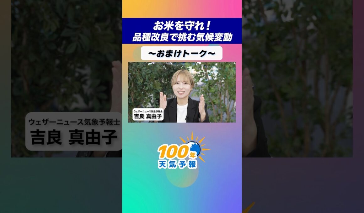 【100年天気予報】~おまけ~お米を守れ！品種改良で挑む気候変動 #通勤タイパ #天気 #気候変動 #学び