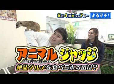【番宣】動物が運命を決めるガチンコ対決!?魅惑のイチゴスイーツ＆名店の味を継ぐ絶品天丼に感動！▽よるマチ！2026/02/04（水）よる７時!!