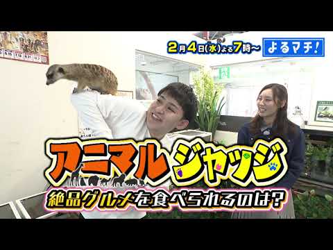 【番宣】動物が運命を決めるガチンコ対決!?魅惑のイチゴスイーツ＆名店の味を継ぐ絶品天丼に感動！▽よるマチ！2026/02/04（水）よる７時!!