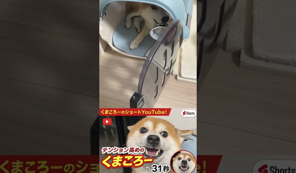 柴犬　#くまころー　#ポイポイポー君三世　#犬好きと繋がりたい