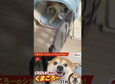 柴犬　#くまころー　#ポイポイポー君三世　#犬好きと繋がりたい