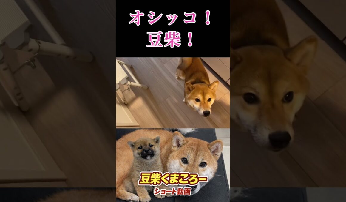 オシッコ💢　柴犬　#くまころー　#ポイポイポー君三世　#犬好きと繋がりたい