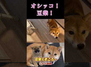 オシッコ💢　柴犬　#くまころー　#ポイポイポー君三世　#犬好きと繋がりたい
