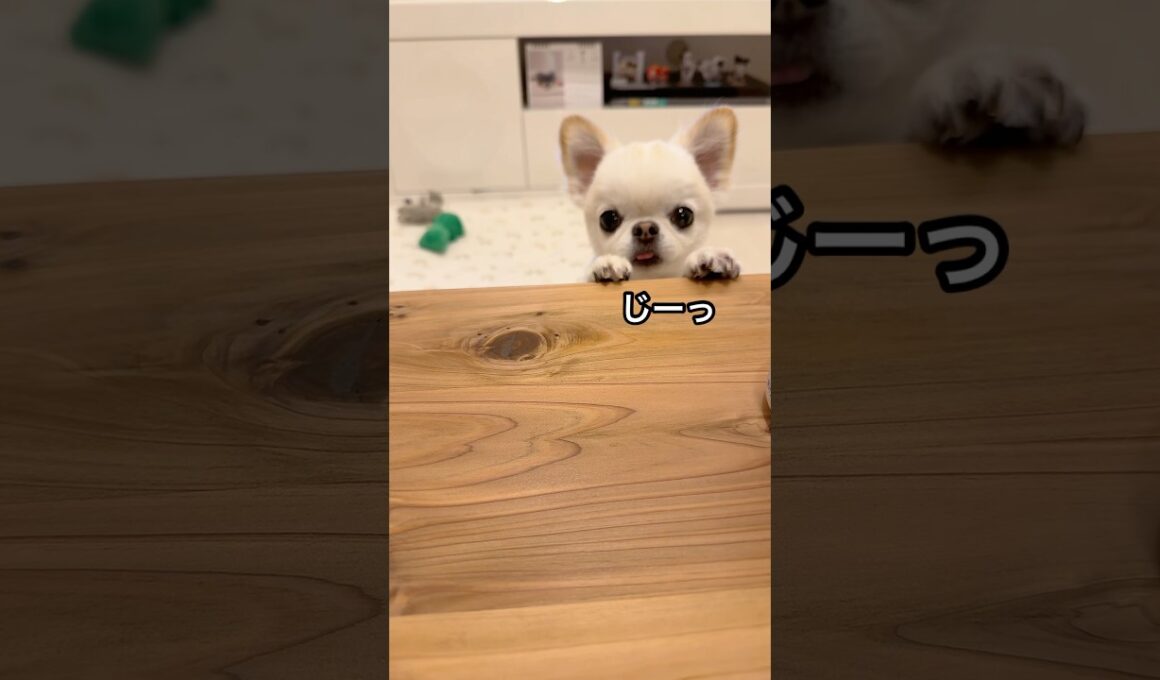 可愛い💗じーっ👀 #チワワ #犬のいる生活 #癒し #ほのぼの #ほっこり #のんびり #まったり #平和 #日常
