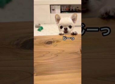 可愛い💗じーっ👀 #チワワ #犬のいる生活 #癒し #ほのぼの #ほっこり #のんびり #まったり #平和 #日常