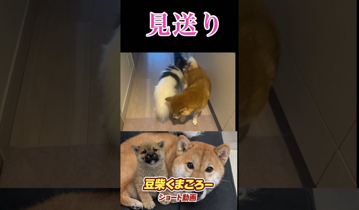 柴犬　#くまころー　#ポイポイポー君三世　#犬好きと繋がりたい