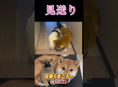 柴犬　#くまころー　#ポイポイポー君三世　#犬好きと繋がりたい