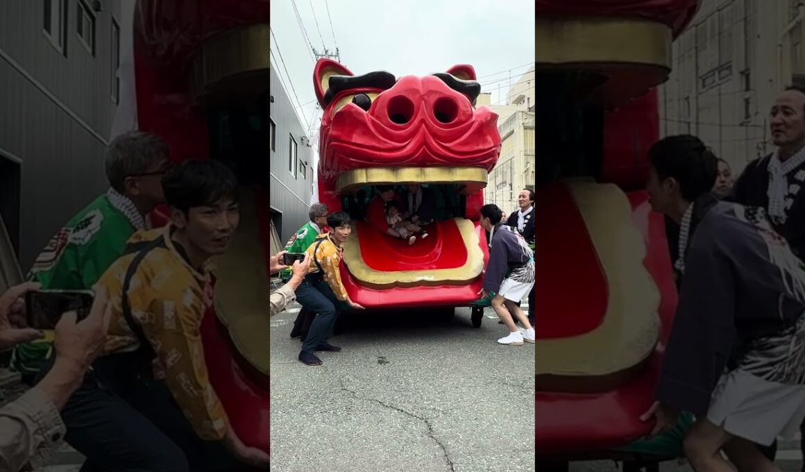 #shorts 日和ちゃん  獅子パックン🦁　酒田祭り本祭りにて　2025年5月20日　IMG 9213