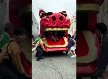 #shorts 日和ちゃん  獅子パックン🦁　酒田祭り本祭りにて　2025年5月20日　IMG 9213