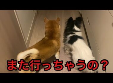 【柴犬飼い主56歳】飼い主を見送る犬たちが切なすぎる…