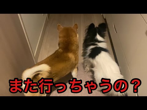 【柴犬飼い主56歳】飼い主を見送る犬たちが切なすぎる…