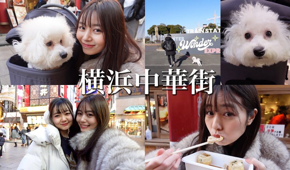 【家族全員集合】中華街で爆食い旅！ビションフリーゼのらむねとゆかいすぎる家族【横浜中華街】