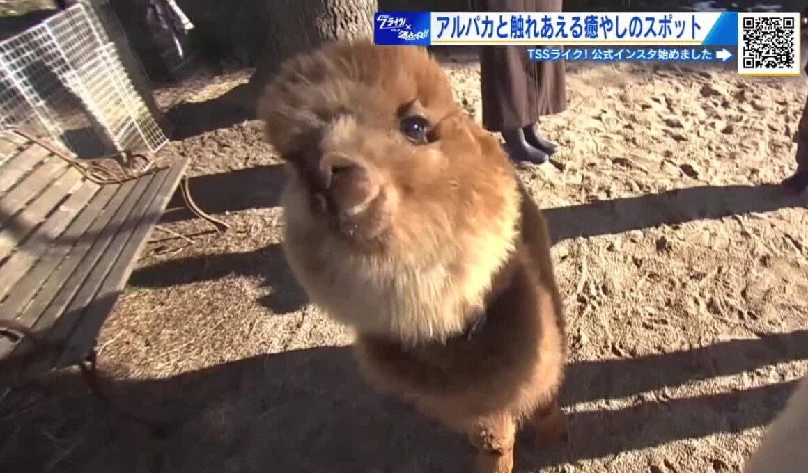 アルパカと触れあえる！ 学校跡地が『親子で楽しめる癒やしのスポット』に！ ペットパークとよひら　広島 (2026/02/17 15:03)