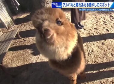 アルパカと触れあえる！ 学校跡地が『親子で楽しめる癒やしのスポット』に！ ペットパークとよひら　広島 (2026/02/17 15:03)
