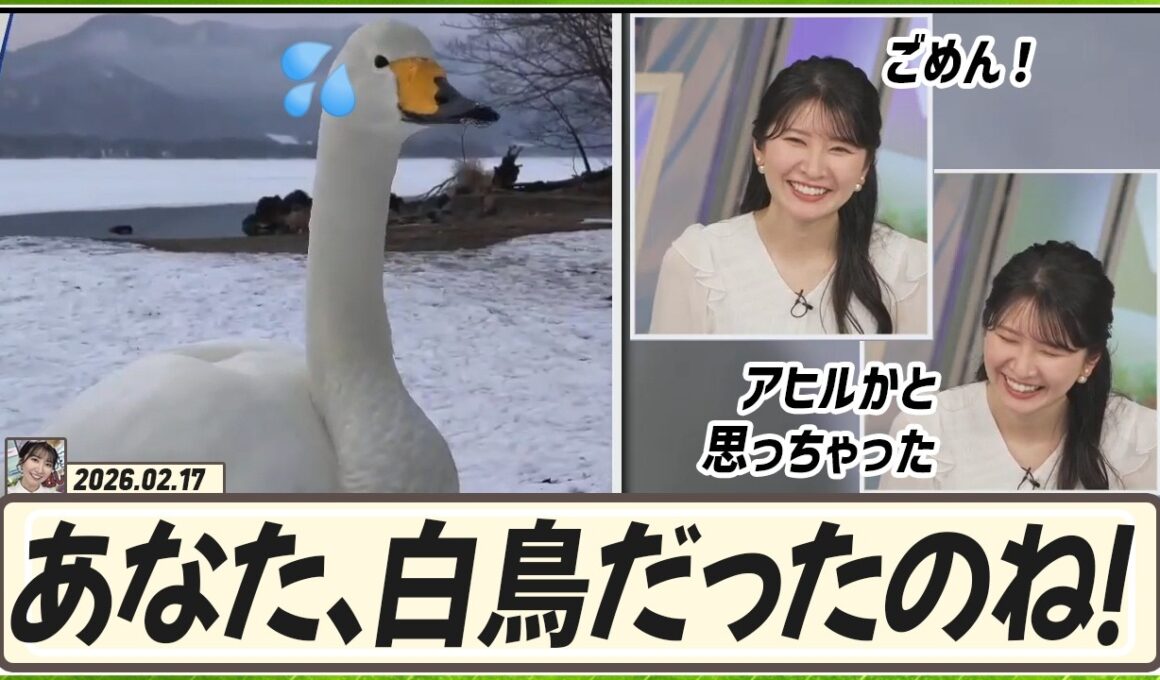 【駒木結衣】 あなた、白鳥だったのね！ごめん！アヒルかと思っちゃった😜