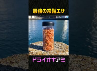 あまったオキアミ再利用! #shorts #fishingvideo #drybait #ちょい釣り #ドライエサ