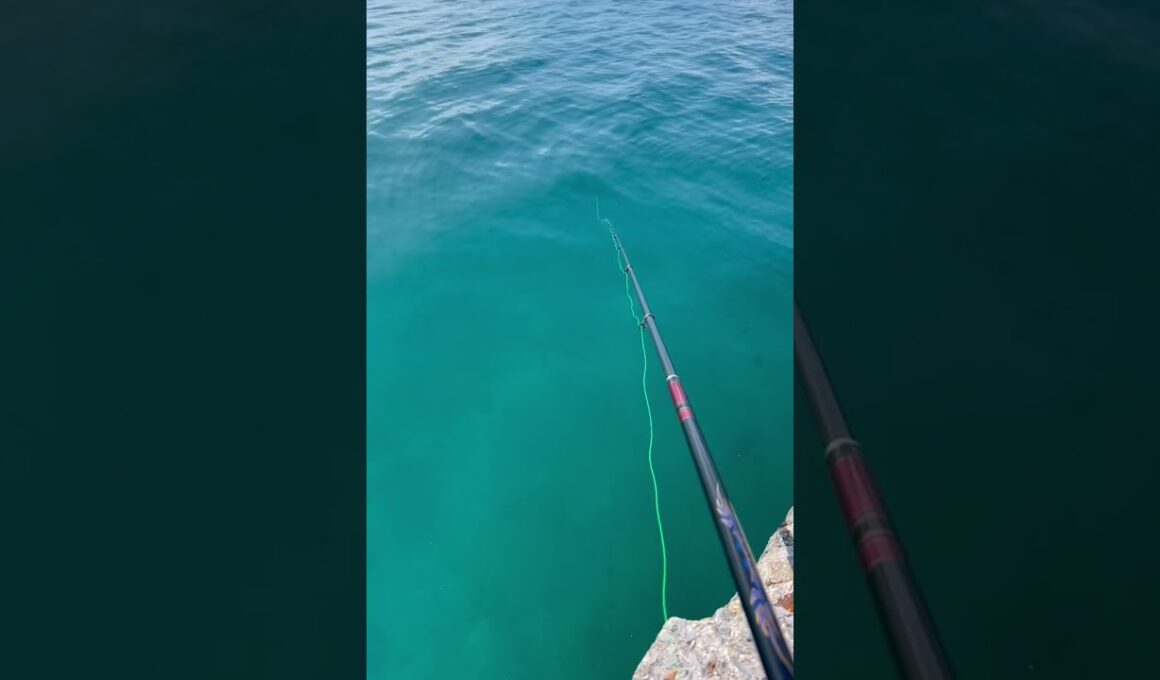 これが遠投フカセの当たりです！ #釣り #fishing #海つり #youtubeshorts