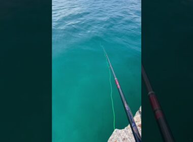 これが遠投フカセの当たりです！ #釣り #fishing #海つり #youtubeshorts