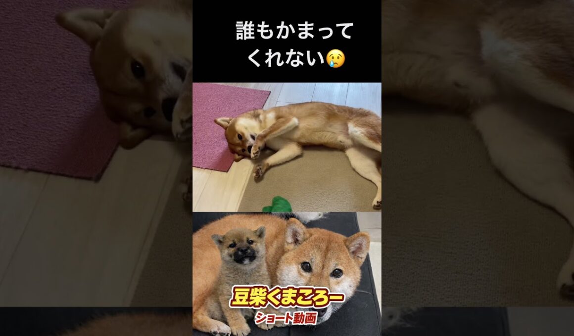 柴犬　#くまころー　#ポイポイポー君三世　#犬好きと繋がりたい