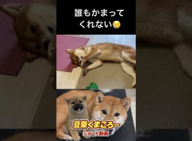 柴犬　#くまころー　#ポイポイポー君三世　#犬好きと繋がりたい