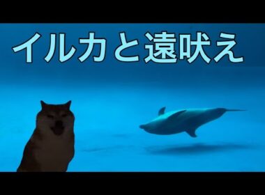 【柴犬飼い主54歳】イルカ見に行く前の遠吠え！