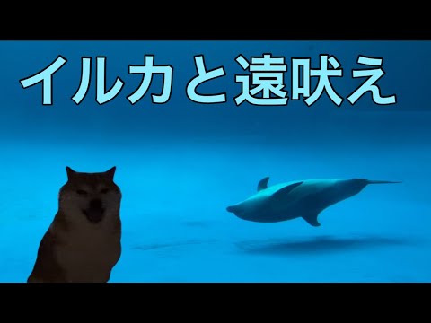 【柴犬飼い主54歳】イルカ見に行く前の遠吠え！