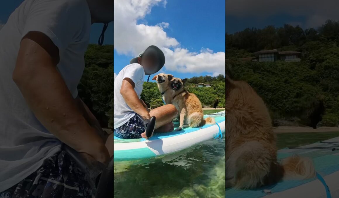愛犬と沖縄の海でSUPしたら平和すぎたSup in the ocean in Okinawa with my dog  #雑種犬 #元保護犬