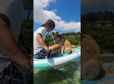 愛犬と沖縄の海でSUPしたら平和すぎたSup in the ocean in Okinawa with my dog  #雑種犬 #元保護犬