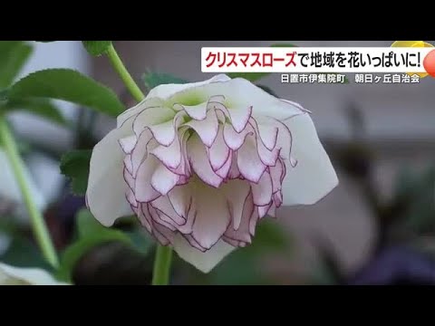 冬でも楽しめる庭作りのヒント　クリスマスローズで始める地域交流ガイド (26/03/05 18:34)